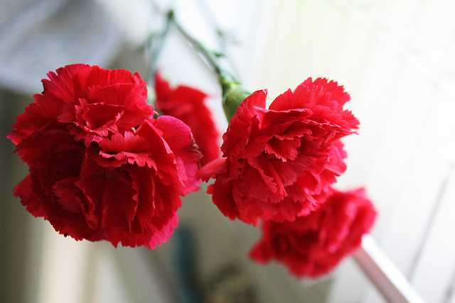 Red Carnation: A Doctor's Day Tradition